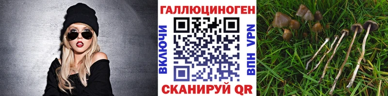 Псилоцибиновые грибы Psilocybine cubensis  Зерноград 